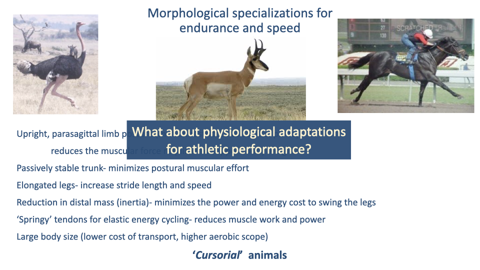 Slide titled "Morphological specializations for endurance and speed" with three photographs across the top: an ostrich (running), a pronghorn antelope, and a racehorse with jockey. Below, a centered blue box reading "What about physiological adaptations for athletic performance?" Behind this box, partially visible, a list of bullet points labeled (from earlier slides): "Upright, parasagittal limb posture — reduces the muscular effort; Passively stable trunk — minimizes postural muscular effort; Elongated legs — increase stride length and speed; Reduction in distal mass (inertia) — minimizes the power and energy cost to swing the legs; 'Springy' tendons for elastic energy cycling — reduce muscle work and power; Large body size (lower cost of transport, higher aerobic scope); 'Cursorial' animals."