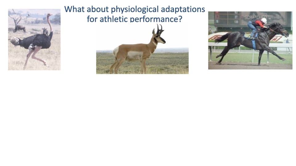 Slide same overview slide as Slide 22 minus the bullet list — three athletic-vertebrate photographs (ostrich, pronghorn, racehorse) above a centered question "What about physiological adaptations for athletic performance?"