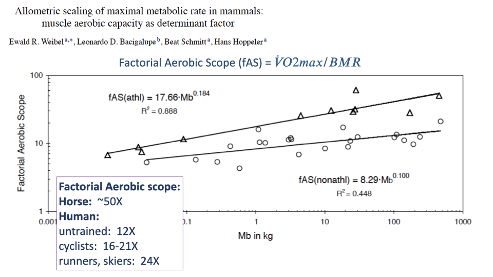 Slide titled "Allometric scaling of maximal metabolic rate in mammals: muscle aerobic capacity as determinant factor" with citation Ewald R. Weibel, Leonardo D. Bacigalupe, Beat Schmitt, Hans Hoppeler. Main plot: Factorial Aerobic Scope (y-axis log scale 1 to 100) vs Body Mass Mb (kg, x-axis log scale 0.001 to 1000). Two upward-trending lines: top — athletic species (triangles) fAS(athl) = 17.66·Mb^0.184, R² = 0.888; bottom — non-athletic species (circles) fAS(nonathl) = 8.29·Mb^0.100, R² = 0.448. Top equation in blue: "Factorial Aerobic Scope (fAS) = V̇O₂max / BMR." Bottom-left text box (purple-bordered): "Factorial Aerobic scope: Horse ~50X; Human untrained: 12X, cyclists: 16-21X, runners, skiers: 24X."