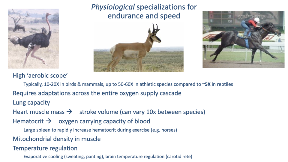 Slide titled "Physiological specializations for endurance and speed" with the same three athletic-vertebrate photographs (ostrich, pronghorn, racehorse) and a bulleted list: High 'aerobic scope' — Typically 10-20X in birds & mammals, up to 50-60X in athletic species compared to ~5X in reptiles; Requires adaptations across the entire oxygen supply cascade; Lung capacity; Heart muscle mass → stroke volume (can vary 10x between species); Hematocrit → oxygen carrying capacity of blood; Large spleen to rapidly increase hematocrit during exercise (e.g. horses); Mitochondrial density in muscle; Temperature regulation; Evaporative cooling (sweating, panting), brain temperature regulation (carotid rete).