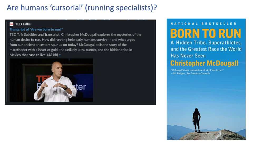 Slide titled "Are humans 'cursorial' (running specialists)?" with two side-by-side panels: Left panel — screenshot of a TED Talks page showing Christopher McDougall giving a TED talk titled "Are we born to run?" with a transcript excerpt summary text: "Christopher McDougall explores the mysteries of the human desire to run. How did running help early humans survive — and what urges from our ancient ancestors spur us on today? McDougall tells the story of the marathoner with a heart of gold, the unlikely ultra-runner, and the hidden tribe in Mexico that runs to live." (46 kB). Right panel — book cover of "BORN TO RUN — A Hidden Tribe, Superathletes, and the Greatest Race the World Has Never Seen" by Christopher McDougall (National Bestseller). Cover features a silhouetted runner on a desert mountain.