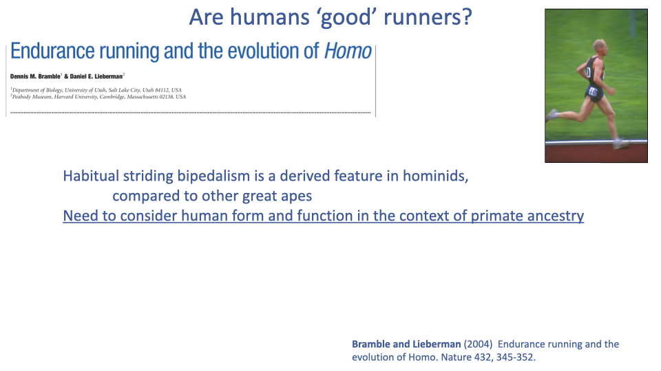 Slide titled "Are humans 'good' runners?" with citation header "Endurance running and the evolution of Homo" by Dennis M. Bramble and Daniel E. Lieberman. Top-right small photograph of a human male running on a track. Body text: "Habitual striding bipedalism is a derived feature in hominids, compared to other great apes. Need to consider human form and function in the context of primate ancestry" (last line underlined). Bottom citation: Bramble and Lieberman (2004) Endurance running and the evolution of Homo. Nature 432, 345-352.