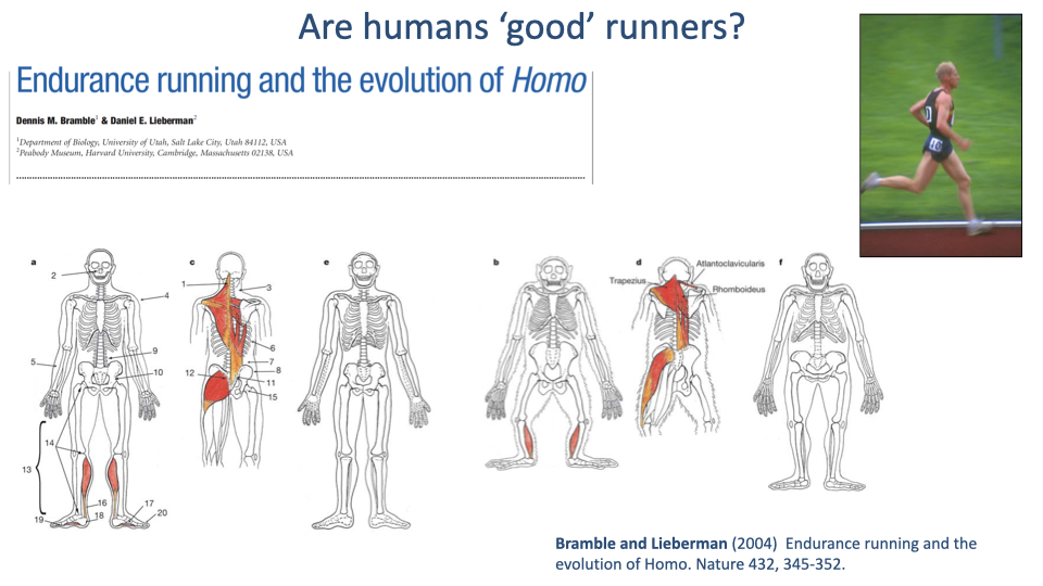 Slide continuing the Bramble & Lieberman paper, with the same title and runner photo. Six panels (a-f) of full-body human skeletal drawings with various muscle groups highlighted in red across different regions: legs and feet (a), gluteal muscles and erector spinae (b), trunk stabilizers (c), arm and shoulder muscles (d), gluteal muscles labeled "Maximus" and (e) trapezius muscle group at the back/shoulders, and (f) full anterior view of leg and trunk musculature. Citation: Bramble and Lieberman (2004) Endurance running and the evolution of Homo. Nature 432, 345-352.