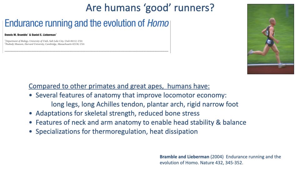 Slide titled "Are humans 'good' runners?" with same Bramble & Lieberman header and runner photo. Body text: Compared to other primates and great apes, humans have: Several features of anatomy that improve locomotor economy: long legs, long Achilles tendon, plantar arch, rigid narrow foot; Adaptations for skeletal strength, reduced bone stress; Features of neck and arm anatomy to enable head stability & balance; Specializations for thermoregulation, heat dissipation. Citation: Bramble and Lieberman (2004) Endurance running and the evolution of Homo. Nature 432, 345-352.