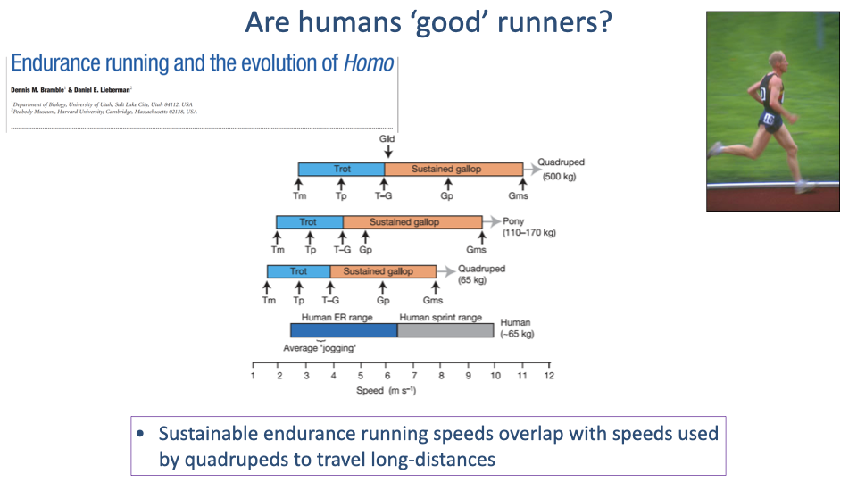 Slide titled "Are humans 'good' runners?" with the same Bramble & Lieberman header and runner photo. Main figure: a gait-speed range diagram comparing four animal categories. Horizontal bars across a speed axis (1 to 12 m/s) show: Quadruped (500 kg, e.g., a horse) — labeled "Trot" then "Sustained gallop" with markers labeled Tm, Tp, T-G, Gp, Gms; Pony (110-170 kg) — same arrangement with overlapping trot and gallop bars; Quadruped (65 kg) — trot and sustained gallop bars at lower speeds; Human (~65 kg) — labeled "Average 'jogging'" on a blue bar from 2 to 6 m/s, then "Human ER range" (Endurance running) continuing to ~7 m/s, and "Human sprint range" from ~7 to ~11 m/s in gray. Bottom annotation: "Sustainable endurance running speeds overlap with speeds used by quadrupeds to travel long-distances."