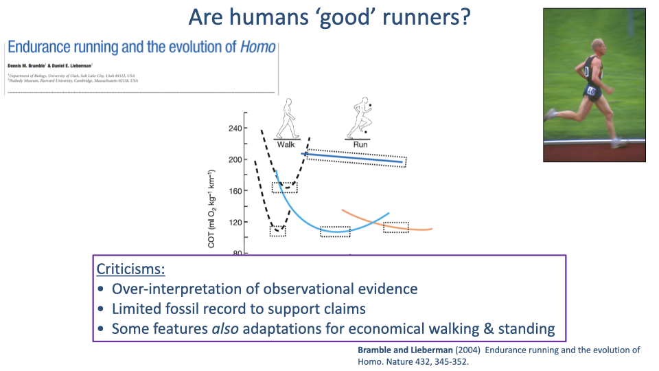 Slide titled "Are humans 'good' runners?" with the same Bramble & Lieberman header and runner photo. Main figure: CoT (mL O₂ kg⁻¹ km⁻¹, y-axis 80 to 240) vs Speed (m s⁻¹). Two curve families: human walk (steep dashed U-curve with minimum at ~1.3 m/s near CoT 100, rising sharply on both sides, with three dotted-box markers around the minimum) and human run (blue solid curve, nearly flat near CoT ~200 across 2.5-6 m/s, with two dotted-box markers near minima); plus an orange curve representing a generic quadruped's gait progression with the same crossing pattern. Bottom-left annotation box (purple-outlined): "Criticisms: Over-interpretation of observational evidence; Limited fossil record to support claims; Some features also adaptations for economical walking & standing." Citation: Bramble and Lieberman (2004) Endurance running and the evolution of Homo. Nature 432, 345-352.