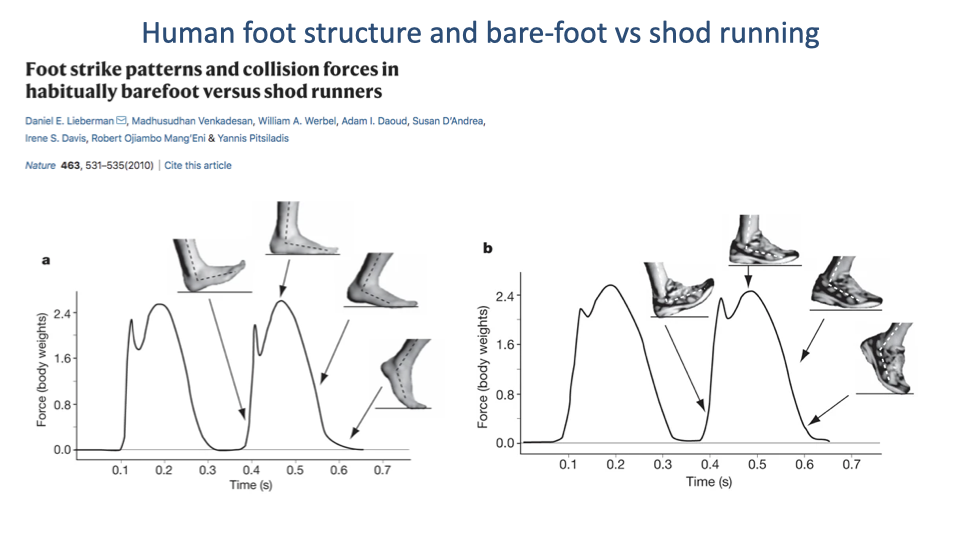 Slide titled "Human foot structure and bare-foot vs shod running" with citation "Foot strike patterns and collision forces in habitually barefoot versus shod runners" by Daniel E. Lieberman, Madhusudhan Venkadesan, William A. Werbel, Adam I. Daoud, Susan D'Andrea, Irene S. Davis, Robert Ojiambo Mang'Eni, Yannis Pitsiladis (Nature 463, 531-535, 2010). Two side-by-side vertical-GRF traces over a stride. Left panel (a): Force (body weights, y-axis 0 to 2.4) vs Time (s, 0 to 0.7). Shows a vertical GRF trace with a small early impact peak (~1 BW) at heel contact (foot-strike images show rear-foot striker), followed by a higher main loading peak (~2.4 BW). Foot diagrams along the trace illustrate heel-first, then foot-flat, then push-off positions of a typical shod runner. Right panel (b): same axes, GRF trace for a shod runner with an even more pronounced early impact peak (~2 BW) and a similar main loading peak (~2.4 BW), with foot diagrams showing the same rear-foot strike pattern with shoes.