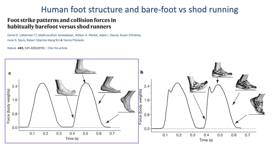 Slide titled "Human foot structure and bare-foot vs shod running" with the same Lieberman et al. 2010 citation. Two panels in a different arrangement than Slide 32: Left panel (c, highlighted with a purple-outlined box): same Force-vs-Time axes but now showing the GRF trace for a barefoot fore-foot strike — a smoother single peak rising gradually to ~2.4 BW without the early sharp impact peak. Foot-strike images along the trace show toes-first landing, then foot-flat, then push-off, all illustrating a forefoot-strike barefoot pattern. Right panel (b): same shod rear-foot-strike trace as Slide 32 (large early impact peak followed by main loading peak).