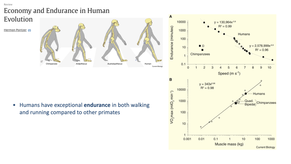 Slide titled "Economy and Endurance in Human Evolution" with citation Hermon Pontzer. Top-left: a series of four hominin skeletal silhouettes showing the evolution of bipedal posture — Chimpanzee, Ardipithecus, Australopithecus, Human — each progressively more upright, with the human at the right standing with vertical posture and straight legs. Bottom-left bullet: "Humans have exceptional endurance in both walking and running compared to other primates." Right column: two stacked plots. Panel A: Endurance (minutes, y-axis log scale 0.1 to 10000) vs Speed (m s⁻¹, x-axis 1 to 10). Filled circles labeled Humans show very high endurance (~10000 minutes at slow speed, falling to ~1 minute at 10 m/s) along a fit y = 130,964x^(-3.9), R² = 0.99. Filled squares labeled Chimpanzees show much lower endurance (≤10 minutes at any speed) along a fit y = 2,578,999x^(-6.0), R² = 0.96. Panel B: V̇O₂max (mL O₂ min⁻¹, y-axis log scale 1 to 10000) vs Muscle mass (kg, x-axis log scale 0.001 to 1000). Single linear fit y = 343x^(0.96), R² = 0.98. Humans labeled at the far right, Quad. Bipedal Chimpanzees labeled adjacent, both lying on the line.
