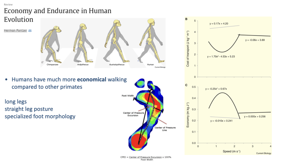 Slide titled "Economy and Endurance in Human Evolution" with the same Pontzer citation and hominin skeleton series. Bottom-left bullets: "Humans have much more economical walking compared to other primates" followed by three indented items: long legs, straight leg posture, specialized foot morphology. Bottom-center: small inset of a colored foot pressure map showing center of pressure excursion across the plantar surface during a walking step, with labels "Foot Width," "Center of Pressure Excursion," "Center of Pressure Line." Bottom annotation: "CPEI = (Center of Pressure Excursion × 100%) / Foot Width." Right column: two stacked plots. Panel B: Cost of transport (J kg⁻¹ m⁻¹, y-axis 0 to 4) vs Speed (m s⁻¹, x-axis 0 to 4). Curves labeled with fit equations: a U-shape for humans (open circles, y = 1.70x² - 4.53x + 5.23, minimum at ~1.3 m/s), and a separate linear fit for running (y = -0.06x + 3.89). A higher-positioned fit y = 0.17x + 4.20 represents chimpanzee walking (much higher CoT). Panel C: Economy (mg J⁻¹, y-axis 0 to 0.5) vs Speed. Curves labeled y = -0.25x² + 0.67x (curved walking), y = 0.005x + 0.256 (running flat), y = -0.010x + 0.241 (chimpanzee).