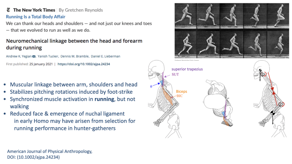 Slide split into two halves. Top half: heading "Running is a Total Body Affair" by Gretchen Reynolds (The New York Times). Top photographs show a multi-exposure motion-capture sequence of a runner mid-stride and a second-frame view of arm-and-shoulder motion synchronized with leg motion. Below this header: "Neuromechanical linkage between the head and forearm during running" by Andrew K. Yegian, Yarish Tucker, Dennis M. Bramble, Daniel E. Lieberman. American Journal of Physical Anthropology, DOI: (10.1002/ajpa.24234). Bottom half: four bulleted findings on the right: Muscular linkage between arm, shoulders and head; Stabilizes pitching rotations induced by foot-strike; Synchronized muscle activation in running, but not walking; Reduced face & emergence of nuchal ligament in early Homo may have arisen from selection for running performance in hunter-gatherers. Left: small anatomical drawing of a human skeleton with labeled muscles highlighted in red — superior trapezius, SLT (semispinalis), biceps — connecting head, neck, shoulders, and arm.