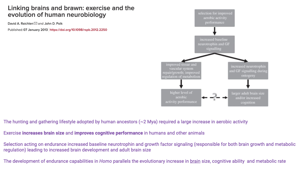 Slide titled "Linking brains and brawn: exercise and the evolution of human neurobiology" by David A. Raichlen and John D. Polk (Published 07 January 2013, https://doi.org/10.1098/rspb.2012.2250). Right side: flowchart with boxes connected by arrows. Top: "selection for improved aerobic activity performance." Below: "increased baseline neurotrophin and GF signaling." Two parallel branches below that: left — "improved tissue and vascular system repair/growth; improved regulation of metabolism" leading to "higher level of aerobic activity performance"; right — "increased neurotrophin and GF signaling during ontogeny" leading to "larger adult brain size and/or increased cognition." A dashed double-headed arrow with a question mark links the two terminal boxes. Bottom paragraph in purple: "The hunting and gathering lifestyle adopted by human ancestors (~2 Mya) required a large increase in aerobic activity"; "Exercise increases brain size and improves cognitive performance in humans and other animals"; "Selection acting on endurance increased baseline neurotrophin and growth factor signaling (responsible for both brain growth and metabolic regulation) leading to increased brain development and adult brain size"; "The development of endurance capabilities in Homo parallels the evolutionary increase in brain size, cognitive ability and metabolic rate."