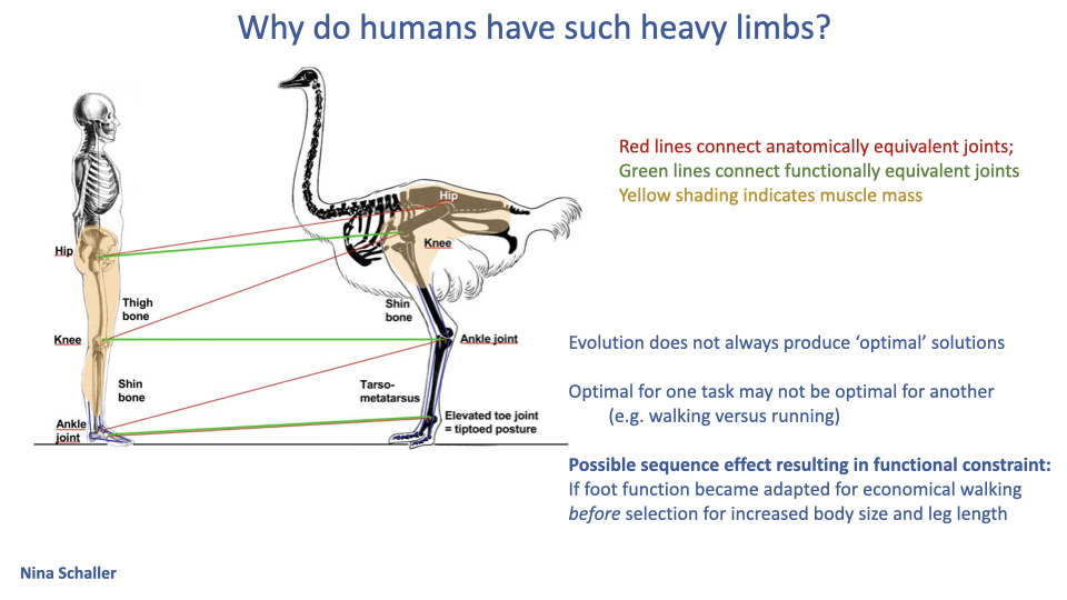 Slide titled "Why do humans have such heavy limbs?" with a side-by-side anatomical comparison drawing of a human skeleton (left) and ostrich skeleton (right) in upright posture. Multiple connecting lines and labels link homologous joints: red lines connect anatomically equivalent joints (hip-hip, knee-knee, ankle-ankle); green lines connect functionally equivalent joints. Yellow shading indicates muscle mass concentration. Labeled anatomical points include Hip, Thigh bone (femur in human, illustrative in ostrich), Knee, Shin bone, Ankle joint, and on the ostrich: Tarso-metatarsus, with the annotation "Elevated toe joint = tiptoed posture." Three bullets at right: "Evolution does not always produce 'optimal' solutions"; "Optimal for one task may not be optimal for another (e.g. walking versus running)"; "Possible sequence effect resulting in functional constraint: If foot function became adapted for economical walking before selection for increased body size and leg length." Bottom-left small text: "Red lines connect anatomically equivalent joints; Green lines connect functionally equivalent joints; Yellow shading indicates muscle mass." Citation: Nina Schaller.