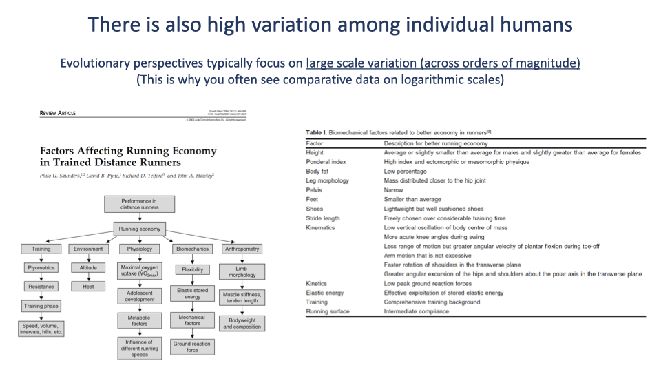 Slide titled "There is also high variation among individual humans" with subhead "Evolutionary perspectives typically focus on large scale variation (across orders of magnitude). (This is why you often see comparative data on logarithmic scales)." Two panels side by side. Left panel: from a review article "Factors Affecting Running Economy in Trained Distance Runners" by Philo U. Saunders, David B. Pyne, Richard D. Telford, John A. Hawley — a complex flowchart showing the multifaceted factors influencing running economy. Boxes for Performance in distance running, Running economy, and feeding into it: Training, Metabolic biomechanical factors, Anthropometric factors, Plyometrics, Maximal oxygen uptake, Resistance training, Heat altitude, hills, etc., Substrate metabolism, Linking to economy, Hyper carbic/oxic, Influence of training speeds. Right panel: a table titled "Table 1. Biomechanical factors related to better running economy in runners" with two columns "Feature" and "Description for better running economy." Rows list: Age, Height, Body fat composition, Body fat, Leg morphology, Pelvis, Feet, Stride length, Kinematics, Kinetics, Strength of foot muscles, Training, Running surface, with brief descriptions for each.