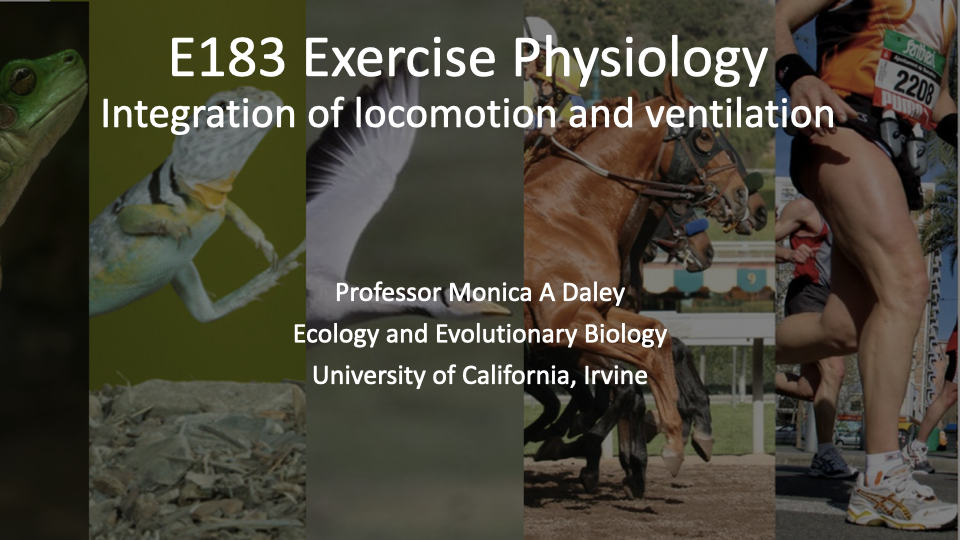 Title slide for E183 Exercise Physiology showing the subtitle "Integration of locomotion and ventilation" by Professor Monica A. Daley, Ecology and Evolutionary Biology, University of California, Irvine. Background collage features photos of diverse animals including a lizard, frog, kangaroo, horse, fish, and a human runner.