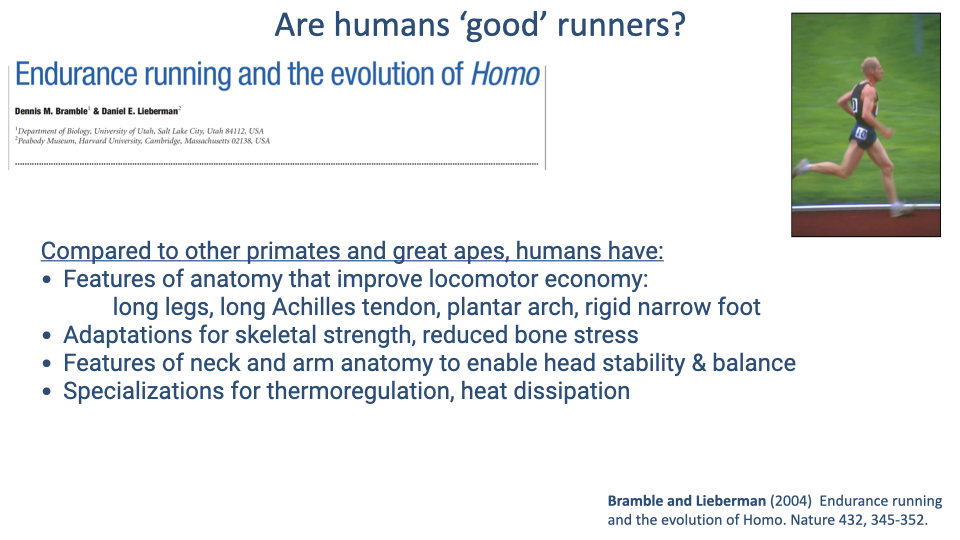 Slide titled "Are humans 'good' runners?" referencing the paper "Endurance running and the evolution of Homo" by Bramble and Lieberman. Below lists features that humans have compared to other primates and great apes: features of anatomy that improve locomotor economy (long legs, long Achilles tendon, plantar arch, rigid narrow foot), adaptations for skeletal strength with reduced bone stress, neck and arm anatomy enabling head stability and balance, and specializations for thermoregulation and heat dissipation. Citation: Bramble and Lieberman (2004), Nature 432, 345–352.