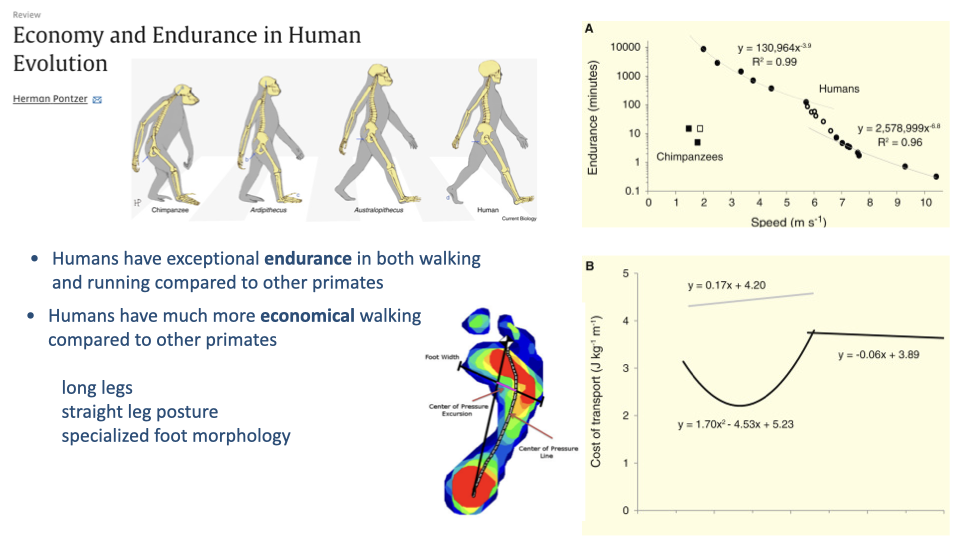 Slide titled "Economy and Endurance in Human Evolution" by Herman Pontzer. Left side shows an illustration of primate evolutionary progression from chimpanzee to modern human. Top-right graph (A) plots endurance (minutes, log scale) vs. speed (m/s) for humans and chimpanzees, showing humans sustain locomotion far longer at all speeds; exponential decay fits with R² = 0.99 for humans and R² = 0.96 for chimpanzees. Bottom-right graph (B) plots cost of transport (J/kg/m) vs. speed for humans, showing a U-shaped curve with a minimum near walking speed, and a separate higher curve for chimpanzees. An inset shows a pressure map of the human foot highlighting the plantar arch and center of pressure path.