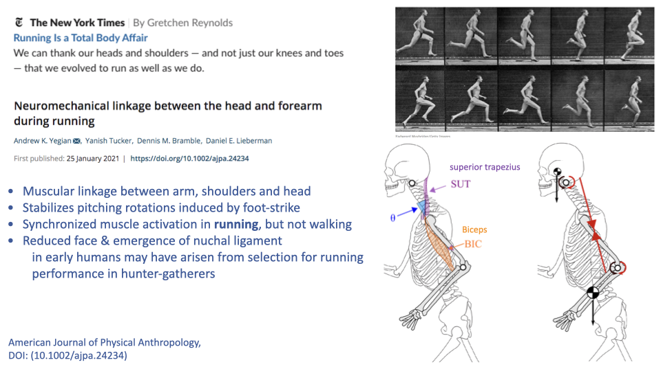 Slide showing a New York Times headline "Running Is a Total Body Affair" and a paper by Yegian et al. (2021) titled "Neuromechanical linkage between the head and forearm during running." Right side shows an anatomical diagram of a runner highlighting the superior trapezius (SUT) and biceps (BIC) muscles in red, with a sequence of running photos above. Key points listed: muscular linkage between arm, shoulders, and head; stabilizes pitching rotations induced by foot-strike; synchronized muscle activation in running but not walking; reduced face and emergence of nuchal ligament may have arisen from selection for running performance in hunter-gatherers. Citation: American Journal of Physical Anthropology, DOI: 10.1002/ajpa.24234.