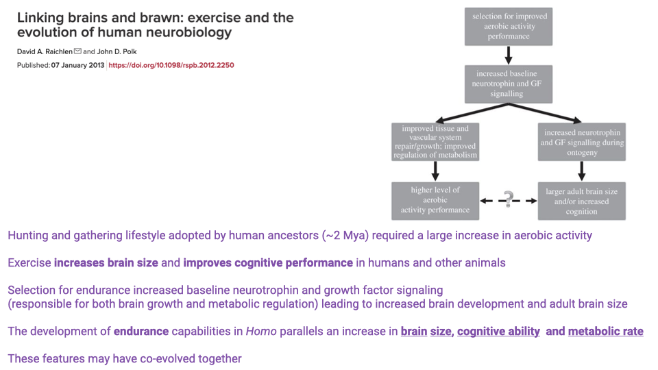 Slide showing the paper "Linking brains and brawn: exercise and the evolution of human neurobiology" by Raichlen and Polk (2013). A flowchart shows how selection for improved aerobic activity performance leads to increased baseline neurotrophins and growth factors, which branches into two pathways: (1) improved cardiovascular and vascular system repair and growth-factor signaling during exercise, leading to higher level of activity performance; and (2) increased neurogenesis and brain-derived neurotrophic factor signaling during exercise, leading to larger adult brain size and cognitive performance. Below states that hunting and gathering lifestyle adopted ~2 Mya required increased aerobic activity; exercise increases brain size and improves cognitive performance; selection for endurance increased neurotrophin and growth factor signaling responsible for both brain growth and metabolic regulation; development of endurance capabilities in Homo parallels increases in brain size, cognitive ability, and metabolic rate.