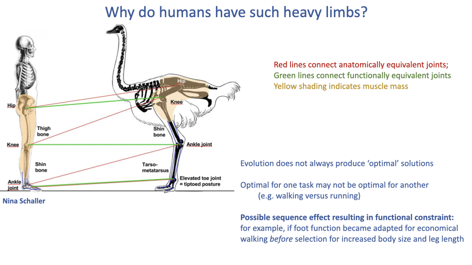 Slide titled "Why do humans have such heavy limbs?" showing a side-by-side skeletal comparison of a human and an ostrich, with red lines connecting anatomically equivalent joints and green lines connecting functionally equivalent joints. Yellow shading indicates muscle mass distribution. The human has substantial muscle mass in the distal limb, while the ostrich concentrates muscle proximally with elongated, tendon-dominated distal segments. Three possible explanations listed: (1) evolution does not always produce optimal solutions; (2) optimal for one task may not be optimal for another (e.g., walking vs. running); (3) possible sequence effect resulting in functional constraint — if foot function became adapted for economical walking before selection for increased body size and leg length, the femur elongated rather than the distal limb. Illustration credit: Nina Schaller.