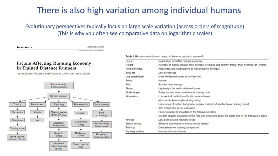 Slide titled "There is also high variation among individual humans." Notes that evolutionary perspectives focus on large-scale variation across orders of magnitude, which is why comparative data often use logarithmic scales. Left side shows a flowchart of "Factors Affecting Running Economy in Trained Distance Runners" from a review article (Saunders et al.), branching into categories: training, environment, physiology, biomechanics, and anthropometry. Right side shows a table listing specific biomechanical factors related to better running economy, including shorter ground contact time, ponderal index, body fat, leg morphology, mass distribution, stride length, vertical oscillation, acute knee angles, arm motion, shoulder rotation, hip and shoulder extension, low peak ground reaction forces, effective exploitation of stored elastic energy, training, and intermediate running surface compliance.