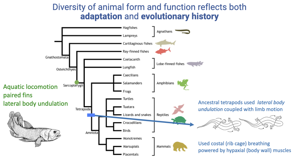 Phylogenetic tree of vertebrates from hagfishes through placentals. At the base, the fish ancestor (Sarcopterygii) is labeled with aquatic locomotion, paired fins, and lateral body undulation. At the Tetrapoda node, a blue arrow indicates that ancestral tetrapods used lateral body undulation coupled with limb motion. At the Amniota node, another blue arrow indicates they used costal (rib cage) breathing powered by hypaxial (body wall) muscles. Silhouettes of representative taxa are shown at branch tips.