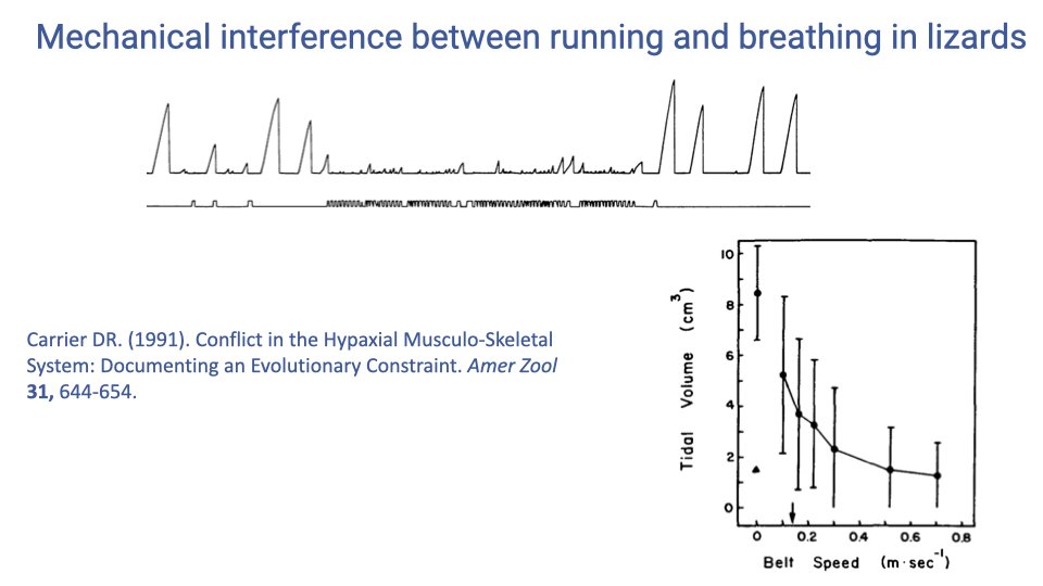 Slide titled "Mechanical interference between running and breathing in lizards." Top shows breathing traces with large, regular breaths at rest transitioning to suppressed breathing during locomotion. Bottom-right shows a graph of tidal volume (cm³) vs. belt speed (m/s) in lizards, demonstrating that tidal volume decreases sharply as running speed increases — from approximately 8 cm³ at rest to about 1 cm³ at speeds above 0.4 m/s. Citation: Carrier (1991), Conflict in the Hypaxial Musculo-Skeletal System: Documenting an Evolutionary Constraint, Amer Zool 31, 644–654.