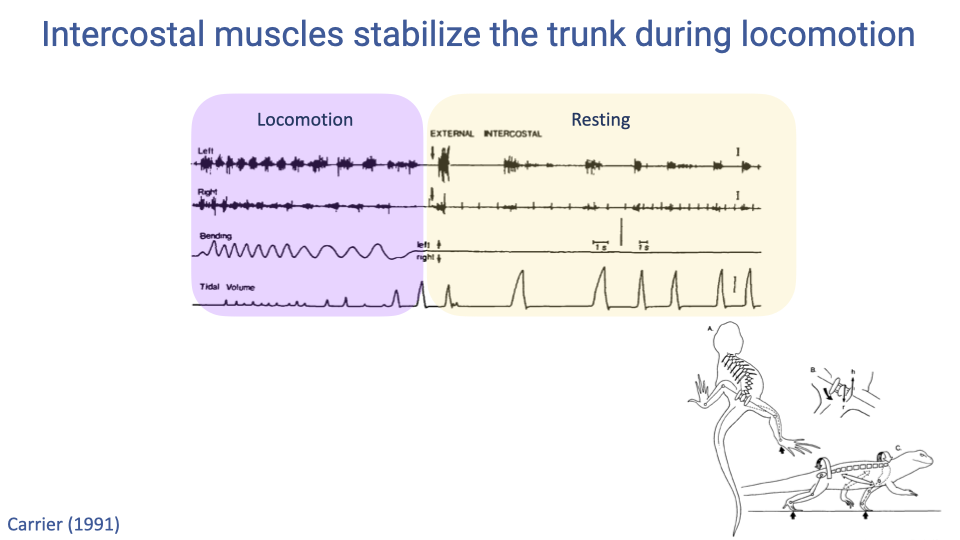 Slide titled "Intercostal muscles stabilize the trunk during locomotion." Shows electromyography (EMG) recordings of left and right external intercostal muscles, lateral bending motion, and tidal volume during locomotion (highlighted in purple) and resting (highlighted in yellow) in a lizard. During locomotion, the intercostal muscles fire rhythmically in synchrony with trunk bending, and tidal volume is minimal. During rest, the same muscles fire in a different pattern synchronized with breathing, and tidal volume returns to normal. Right side shows skeletal diagrams of a lizard in different postures. Citation: Carrier (1991).