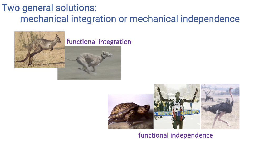 Slide titled "Two general solutions: mechanical integration or mechanical independence." Top-left shows photos of a kangaroo and a cheetah labeled "functional integration." Bottom-right shows photos of a turtle, a human marathon runner, and an ostrich labeled "functional independence."