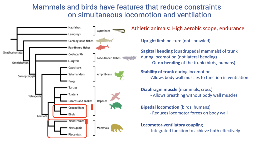 Slide titled "Mammals and birds have features that reduce constraints on simultaneous locomotion and ventilation." Left side shows a vertebrate phylogenetic tree with crocodilians, birds, and mammals highlighted in red. Right side lists features of athletic animals with high aerobic scope and endurance: upright limb posture (not sprawled); sagittal bending of the trunk in quadrupedal mammals (or no bending in birds and humans); stability of the trunk during locomotion allowing body wall muscles to function in ventilation; diaphragm muscle in mammals and crocodilians allowing breathing without body wall muscles; bipedal locomotion in birds and humans reducing locomotor forces on the body wall; and locomotor-ventilatory coupling providing integrated function to achieve both effectively.