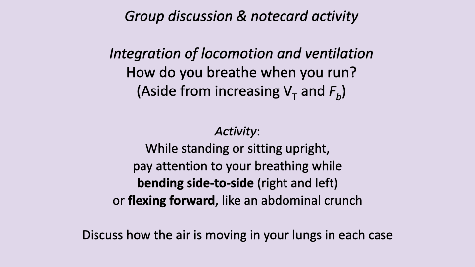 Slide with purple background titled "Group discussion & notecard activity" on the topic of integration of locomotion and ventilation. Questions posed: "How do you breathe when you run? (Aside from increasing V_T and F_b)" Activity instructions: while standing or sitting upright, pay attention to breathing while bending side-to-side (right and left) or flexing forward like an abdominal crunch, and discuss how air moves in the lungs in each case.