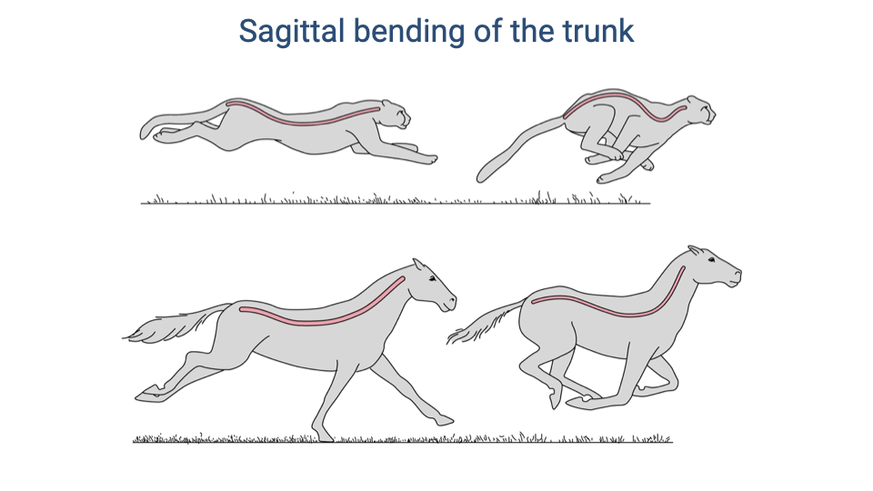 Slide titled "Sagittal bending of the trunk" showing illustrations of a cheetah and a horse during galloping, each in two postures. The cheetah shows pronounced sagittal flexion and extension of the spine, with the back curving dramatically between a flexed position (limbs gathered underneath) and an extended position (limbs stretched out). A red line traces the spine curvature. The horse shows less pronounced sagittal bending, with the spine remaining more rigid during its galloping cycle. Footfall patterns are shown below each pair.