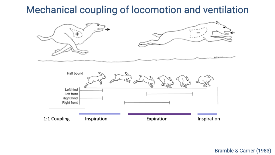 Slide titled "Mechanical coupling of locomotion and ventilation." Top shows two diagrams of a running dog or rabbit: left position shows extended back with positive pressure ("+") and viscera pushed forward; right position shows flexed back with negative pressure ("-") and viscera shifted back. Below shows a sequence of a rabbit in half-bound gait with footfall timing (left hind, left front, right hind, right front) aligned with respiratory phases, demonstrating strict 1:1 coupling where inspiration occurs during the extended phase and expiration during the flexed phase. Citation: Bramble & Carrier (1983).