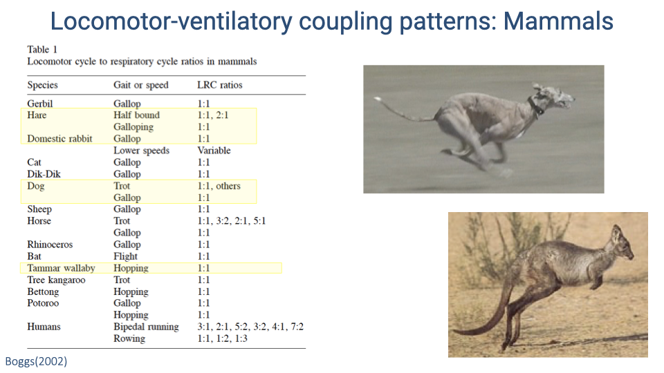 Table titled "Locomotor-ventilatory coupling patterns: Mammals" from Boggs (2002). Table lists species, gait or speed, and locomotor-to-respiratory cycle (LRC) ratios. Most species show 1:1 coupling: gerbil (gallop, 1:1), hare (half-bound 1:1 or 2:1, galloping 1:1), domestic rabbit (gallop 1:1, lower speeds variable), cat (gallop 1:1), dik-dik (gallop 1:1), dog (trot 1:1 plus others, gallop 1:1), sheep (gallop 1:1). Horse (trot 1:1, 3:2, 2:1, 5:1; gallop 1:1) and rhinoceros (gallop 1:1) are highlighted. Also listed: bat (flight 1:1), Tammar wallaby (hopping 1:1), tree kangaroo (trot 1:1), bettong (hopping 1:1), potoroo (gallop 1:1, hopping 1:1). Humans show the most variable ratios: bipedal running 3:1, 2:1, 5:2, 3:2, 4:1, 7:2; rowing 1:1, 1:2, 1:3. Photos of a cheetah running and a kangaroo hopping accompany the table.