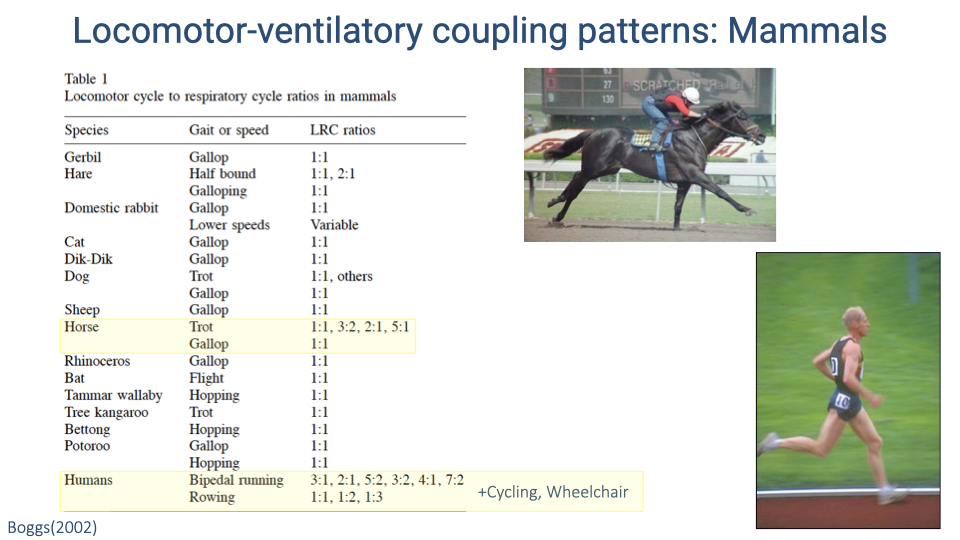 Same table as previous slide but with horse and human entries highlighted in yellow. Added are photos of a racehorse with jockey and a human sprinter, and a note that humans also couple breathing during cycling and wheelchair locomotion.