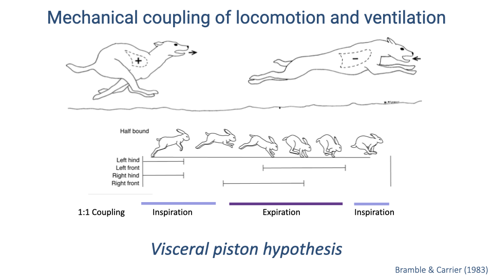 Same diagram as Slide 17 showing a running quadruped in extended (positive pressure) and flexed (negative pressure) positions, with rabbit half-bound footfall timing and 1:1 respiratory coupling. This version adds the label "Visceral piston hypothesis" below the diagram. Citation: Bramble & Carrier (1983).
