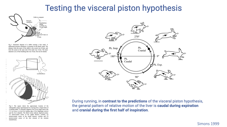 Slide titled "Testing the visceral piston hypothesis." Left side shows diagrams from Simons (1999): a rabbit with a face mask connected to a pressure transducer, an X-ray setup diagram, and an X-ray image showing the diaphragm and liver positions within the rib cage of a running rabbit. Right side shows a circular diagram plotting the timing of peak liver motion (cranial and caudal) relative to the respiratory cycle (peak inspiration at 180° and peak expiration at 0°/360°), with rabbit silhouettes at each quadrant. The text states: "During running, in contrast to the predictions of the visceral piston hypothesis, the general pattern of relative motion of the liver is caudal during expiration and cranial during the first half of inspiration." Citation: Simons 1999.