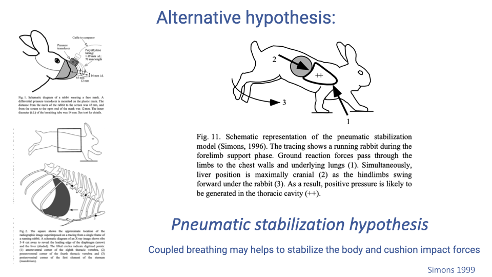 Slide titled "Alternative hypothesis:" showing diagrams from Simons (1999). Left side shows the rabbit face-mask setup and X-ray positioning. Right side shows a schematic of a running rabbit during forelimb support phase with numbered annotations: (1) ground reaction forces pass through the limbs to the chest wall and underlying lungs; (2) the liver position is maximally cranial as the hindlimbs swing forward; (3) positive pressure (++) is generated in the thoracic cavity. The slide labels this the "Pneumatic stabilization hypothesis" and states that coupled breathing may help stabilize the body and cushion impact forces. Citation: Simons 1999.