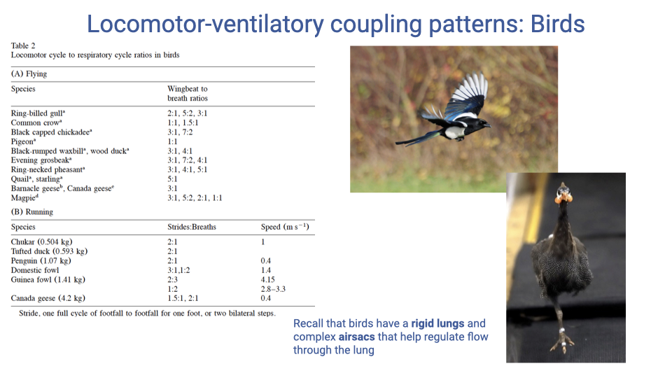 Slide titled "Locomotor-ventilatory coupling patterns: Birds" from Boggs (2002). Top table shows wingbeat-to-breath ratios in flying birds: ring-billed gull (3:1, 5:2, 3:1), common eider (1:1, 1.5:1), black-capped chickadee (variable), pigeon (variable), black-rumped waxbill and wood duck (3:1, 4:1), evening grosbeak (3:1, 7:2, 4:1), ring-necked pheasant (3:1, 4:1, 5:1), quail and starling (variable), Barnacle goose and Canada goose (variable), and magpie (3:1, 5:2, 2:1, 1:1). Bottom table shows stride-to-breath ratios in running birds at various speeds. Photos of birds in flight accompany the tables. A note recalls that birds have rigid lungs and complex air sacs that help regulate unidirectional flow through the lungs.