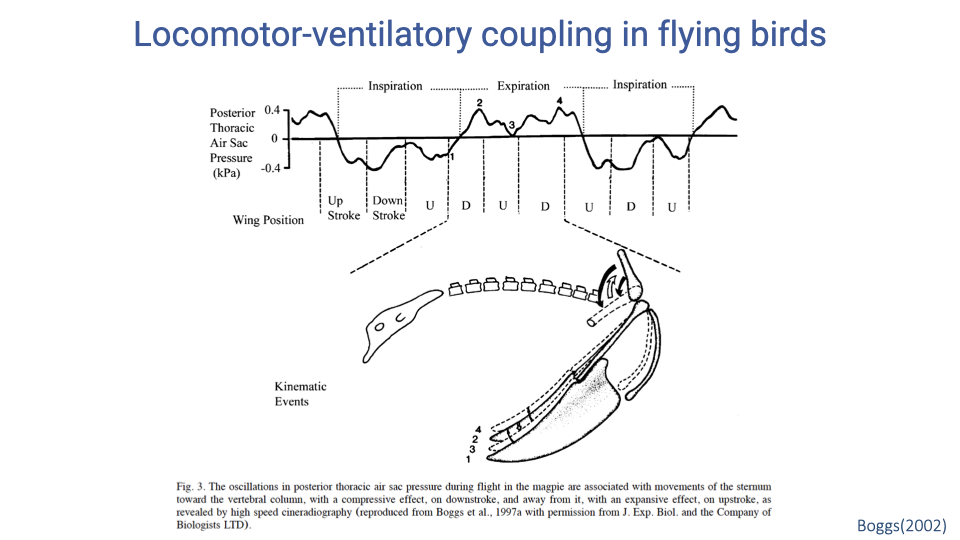 Slide titled "Locomotor-ventilatory coupling in flying birds." Top panel shows a trace of posterior thoracic air sac pressure (kPa, ranging from -0.4 to 0.4) in a magpie during flight, with inspiration and expiration phases marked. Pressure oscillations correspond to wing position, with upstroke (U) and downstroke (D) events labeled. The downstroke creates a compressive effect on the sternum and air sacs, while the upstroke creates an expansive effect. Bottom shows an anatomical diagram of a bird's sternum and pectoralis muscle during flight. Caption from Fig. 3 explains that oscillations in posterior thoracic air sac pressure are associated with sternum movements toward the vertebral column on downstroke and away on upstroke. Citation: Boggs (2002), reproduced from Boggs et al. 1997a.