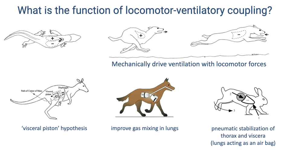 Slide titled "What is the function of locomotor-ventilatory coupling?" showing three rows of illustrations. Top row: a lizard with pressure symbols showing mechanical driving of ventilation with locomotor forces. Bottom-left: a kangaroo diagram labeled "visceral piston hypothesis" showing viscera and diaphragm motion relative to the path of the center of mass. Bottom-center: a dog illustration with a bottle-like visceral mass labeled "improve gas mixing in lungs." Bottom-right: the rabbit pneumatic stabilization diagram labeled "pneumatic stabilization of thorax and viscera (lungs acting as an air bag)."