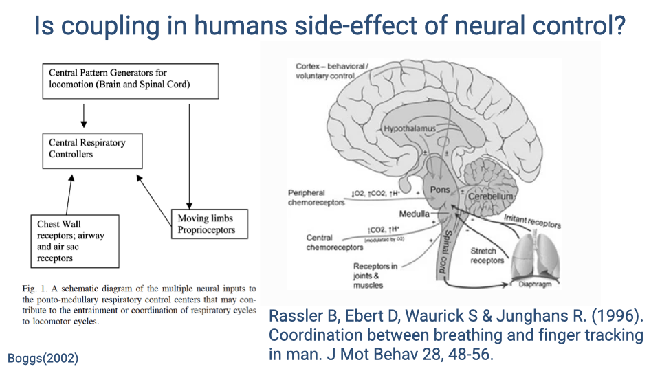 Slide titled "Is coupling in humans side-effect of neural control?" Left diagram from Boggs (2002) shows neural pathways: central pattern generators for locomotion (brain and spinal cord) connect to central respiratory controllers, which receive input from chest wall receptors, airway and air sac receptors, and from moving limbs via proprioceptors. Right side shows a sagittal brain diagram with labeled structures (cortex, hypothalamus, pons, cerebellum, medulla) and peripheral inputs (chemoreceptors, stretch receptors, receptors in joints and muscles). Reference: Rassler et al. (1996), Coordination between breathing and finger tracking in man, J Mot Behav 28, 48–56.