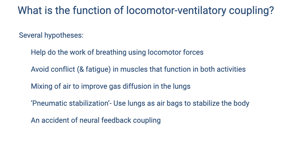 Text slide titled "What is the function of locomotor-ventilatory coupling?" listing several hypotheses: (1) help do the work of breathing using locomotor forces; (2) avoid conflict and fatigue in muscles that function in both activities; (3) mixing of air to improve gas diffusion in the lungs; (4) pneumatic stabilization — use lungs as air bags to stabilize the body; (5) an accident of neural feedback coupling.