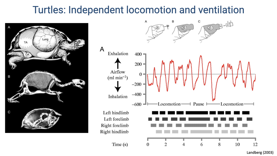 Slide titled "Turtles: Independent locomotion and ventilation." Left panels show anatomical views of a turtle shell with labeled transverse abdominis (TA) and lung, plus lateral views showing the shell structure encasing the body. Right side shows a graph of airflow (mL/min, ranging from -600 to 400) versus time (0–12 s), with exhalation positive and inhalation negative. Airflow trace (red line) shows irregular breathing during locomotion and pause periods. Below, limb contact patterns for all four limbs show no consistent temporal alignment with the breathing trace. Citation: Landberg (2003).