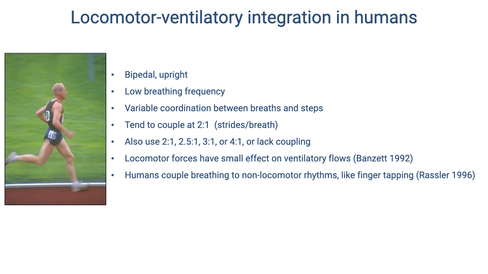 Slide titled "Locomotor-ventilatory integration in humans" with a photo of a runner on the left. Bullet points list: bipedal, upright; low breathing frequency; variable coordination between breaths and steps; tend to couple at 2:1 (strides/breath); also use 2:1, 2.5:1, 3:1, or 4:1, or lack coupling; locomotor forces have small effect on ventilatory flows (Banzett 1992); humans couple breathing to non-locomotor rhythms like finger tapping (Rassler 1996).