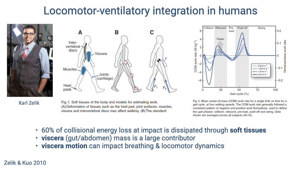 Slide titled "Locomotor-ventilatory integration in humans" showing work by Karl Zelik. Panel A shows a suited human figure with labeled soft tissues: intervertebral discs, viscera, muscles, joints/cartilage, and heel pads. Panel B shows simplified body models. Panel C shows a graph of center-of-mass work rate versus percentage of the gait cycle, with phases labeled: collision, rebound, pre-load, push-off, and swing. Below states that 60% of collisional energy loss at impact is dissipated through soft tissues; viscera (gut/abdomen) mass is a large contributor; and visceral motion can impact breathing and locomotor dynamics. Citation: Zelik & Kuo 2010.