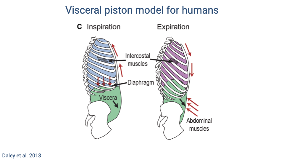 Slide titled "Visceral piston model for humans" showing two anatomical diagrams of the human thorax and abdomen in lateral view. Left panel (Inspiration): intercostal muscles (blue shading) expand the rib cage upward (red arrows), the diaphragm pushes downward (black arrows), and the viscera (green shading) are displaced downward as the abdominal wall relaxes. Right panel (Expiration): intercostal muscles (purple shading) pull the rib cage downward (red arrows), the abdominal muscles (green shading) contract inward to resist visceral motion and push the diaphragm upward. Citation: Daley et al. 2013.