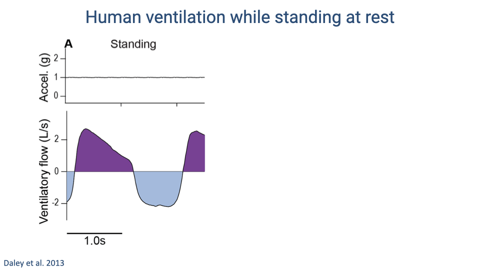 Slide titled "Human ventilation while standing at rest." Panel A shows two traces during quiet standing. Top trace: vertical acceleration (g), showing a flat line near 1 g with minimal fluctuation. Bottom trace: ventilatory flow (L/s), showing smooth sinusoidal waveform with exhalation (positive, dark purple shading above zero line, peak ~2.5 L/s) and inhalation (negative, light blue shading below zero line, trough ~-2.5 L/s). Scale bar indicates 1.0 s. Citation: Daley et al. 2013.