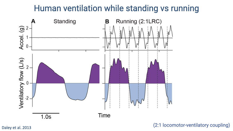 Slide titled "Human ventilation while standing vs running." Panel A (Standing): same smooth ventilatory flow as previous slide. Panel B (Running, 2:1 LRC): top trace shows large rhythmic oscillations in vertical acceleration (~0–2.5 g) with each foot strike (dashed vertical lines mark heel strikes). Bottom trace shows ventilatory flow with the same overall breathing cycle but with visible high-frequency perturbations superimposed on the flow curve — jitter coinciding with each heel strike impact. Despite these perturbations, the breathing rhythm maintains a 2:1 coupling (two steps per breath cycle). Citation: Daley et al. 2013.