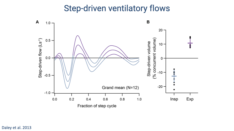 Slide titled "Step-driven ventilatory flows." Panel A shows step-driven flow (L/s) plotted against fraction of the step cycle (0 to 1.0) for the grand mean of 12 subjects. Three curves (representing different running speeds) show a consistent biphasic pattern: a positive peak around 0.2–0.3 of the step cycle followed by a negative trough, then return to baseline. Amplitude increases with running speed. Panel B shows step-driven volume as a percentage of concurrent tidal volume, comparing inspiration and expiration phases. During inspiration, step-driven volume averages approximately -15% (opposing flow). During expiration, step-driven volume averages approximately +10% (assisting flow). Individual data points are shown. Citation: Daley et al. 2013.